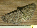 Orbamia octomaculata
